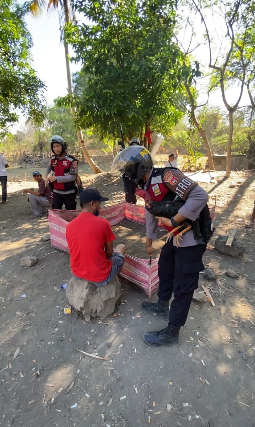 Meresahkan, Judi Sabung Ayam Dibubarkan Polisi Meresahkan, Judi Sabung Ayam Dibubarkan Polisi