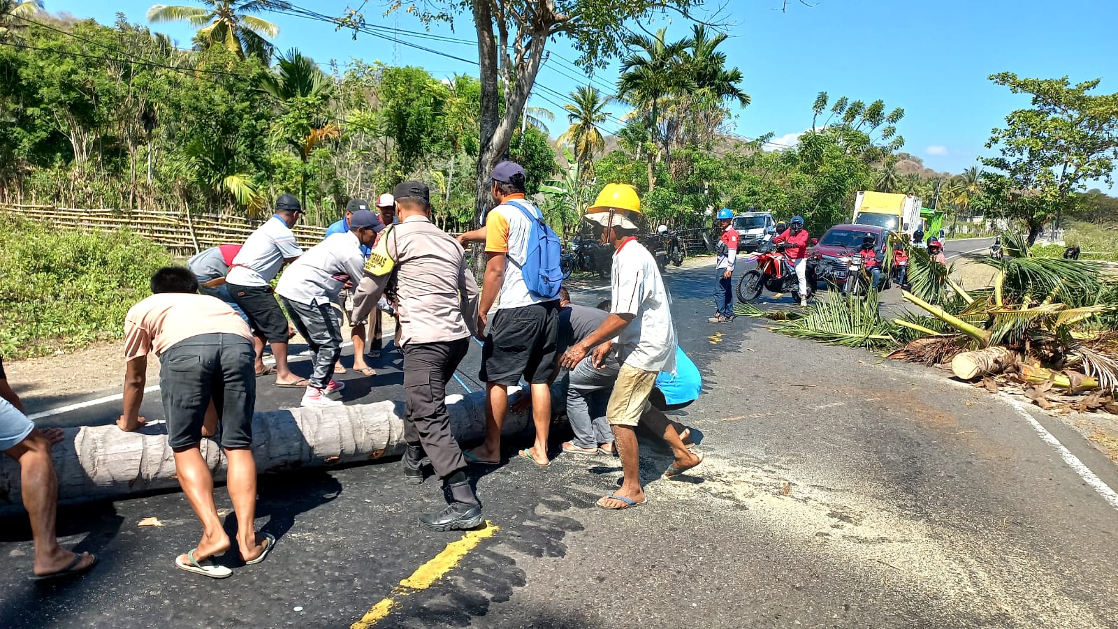 Timpa Pelajar, Pohon Kelapa Ini Ditebang Polisi