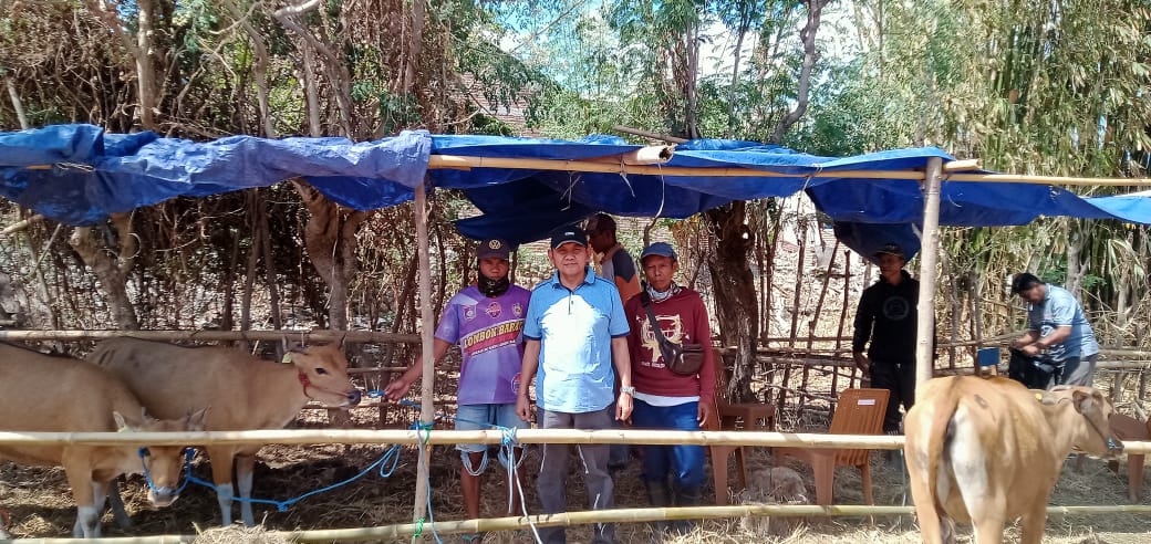 Berdayakan Petani Ternak, Waka 1 DPRD Sumbawa H. Mohamad Ansori Serahkan Bantuan Bibit Sapi