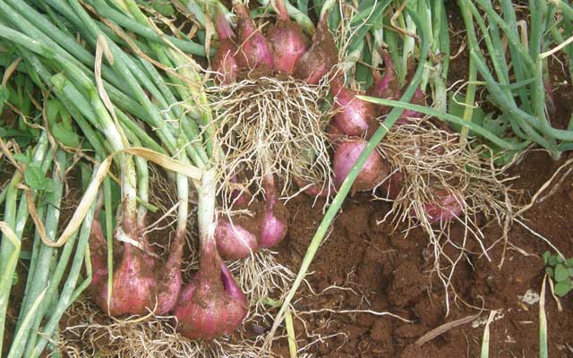 Distan Sumbawa Siap Sukseskan Program Upland 2024 Distan Sumbawa Siap Sukseskan Program Upland 2024