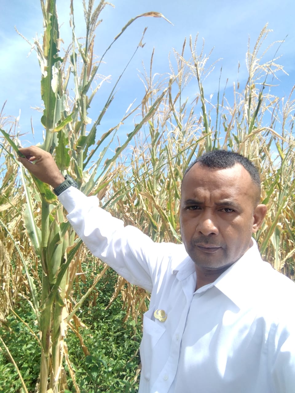 Ratusan Hektare Jagung di Talonang Terancam Gagal Panen Ratusan Hektare Jagung di Talonang Terancam Gagal Panen
