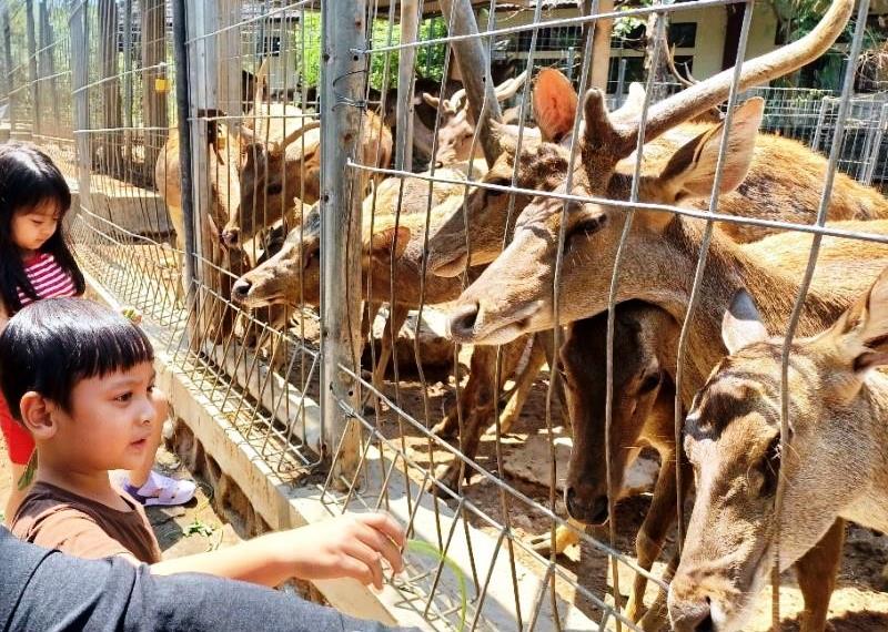 Pemkab Sumbawa Pastikan Relokasi Rusa Dilakukan dengan Prinsip Kehati-hatian