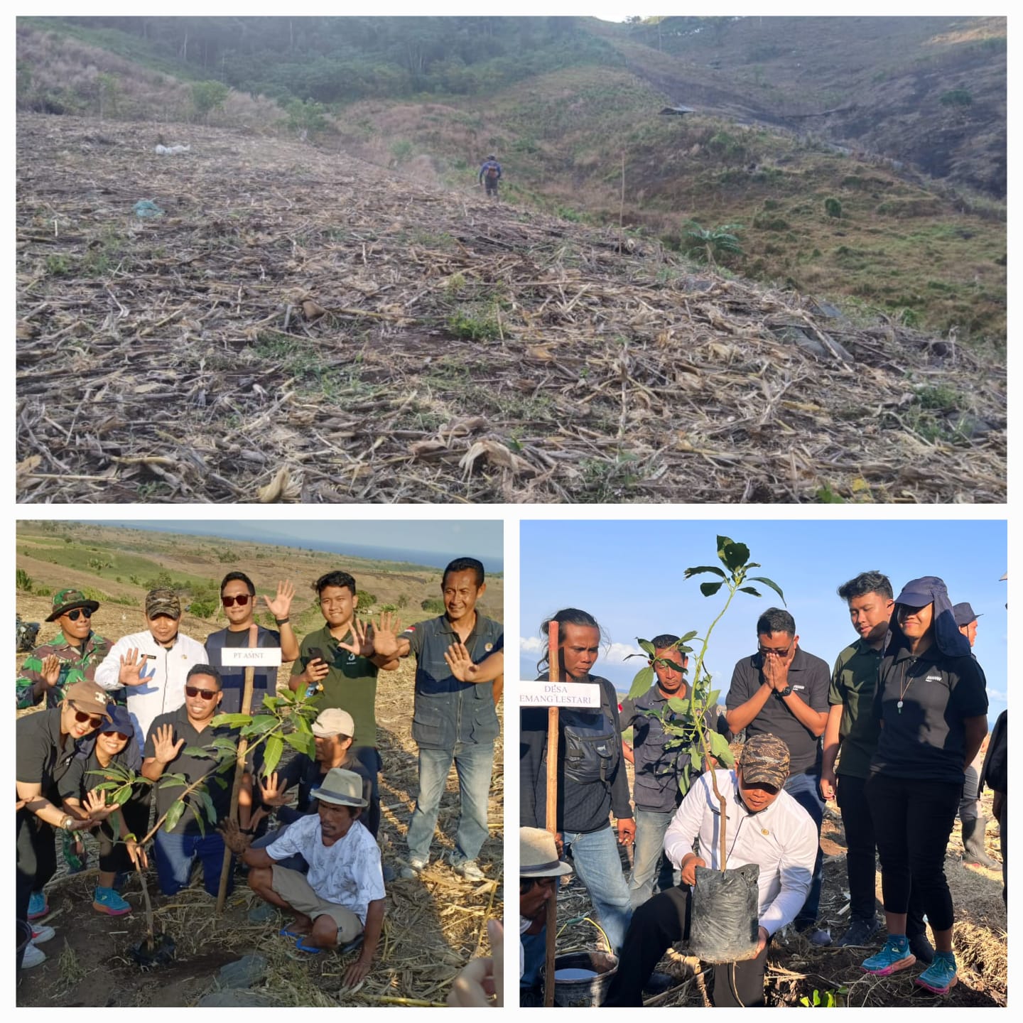 Menanam Pohon, Menumbuhkan Harapan: Jejak Hijau AMMAN Pulihkan Hutan Menanam Pohon, Menumbuhkan Harapan: Jejak Hijau AMMAN Pulihkan Hutan